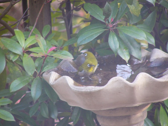 野鳥が来たよ♪　今日のおやつはたこ焼き_a0123003_17323120.jpg