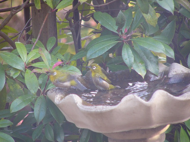 野鳥が来たよ♪　今日のおやつはたこ焼き_a0123003_1736223.jpg