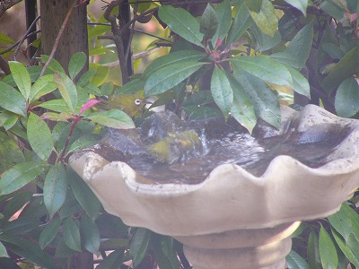 野鳥が来たよ♪　今日のおやつはたこ焼き_a0123003_17362930.jpg