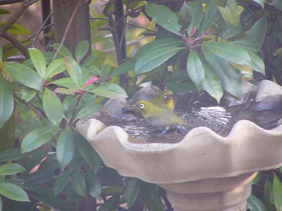 野鳥が来たよ♪　今日のおやつはたこ焼き_a0123003_1736957.jpg