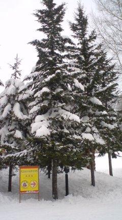 f0160010_0491070.jpg