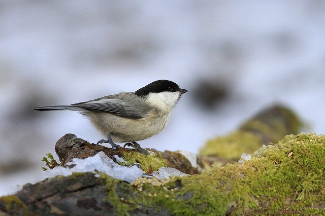 2010　01　07　水飲み場に出た鳥達_d0127815_1912389.jpg