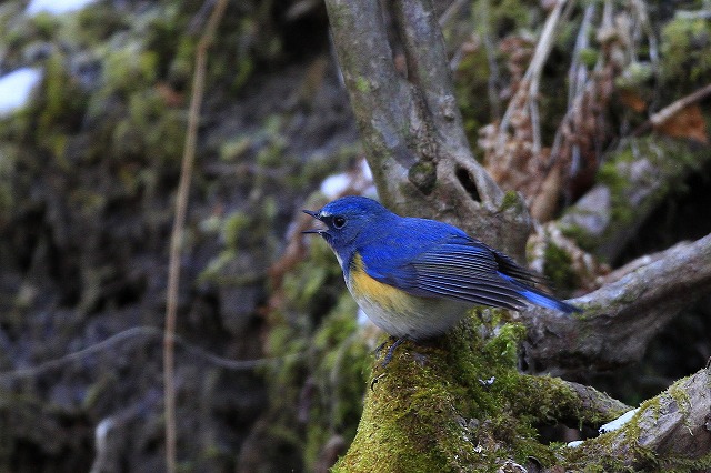 2010　01　07　水飲み場に出た鳥達　Ⅱ_d0127815_19441657.jpg