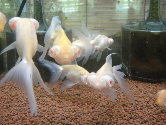 熱帯魚・金魚・水草_f0189122_18104450.jpg