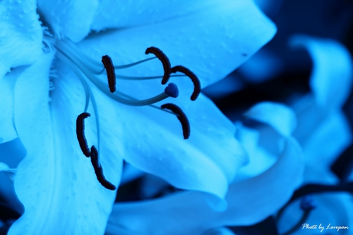 c0136926_173349.jpg