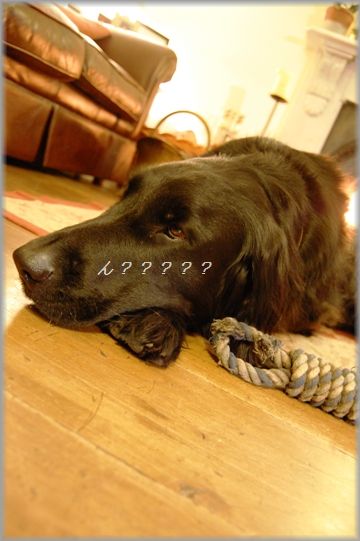 リピ決定!豚バラの海老ハーブ巻き_d0104926_145041.jpg