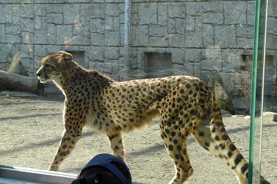 実らぬ恋_b0166128_11411756.jpg
