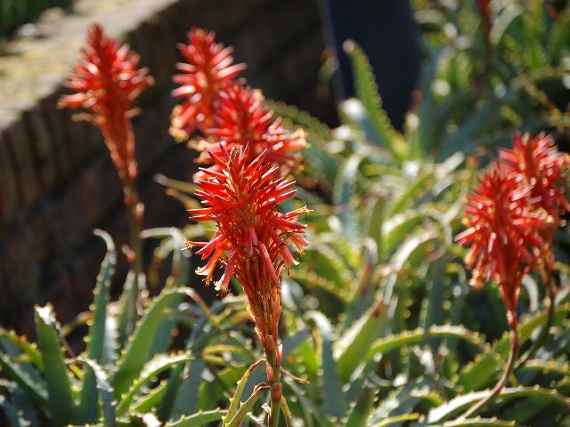 木立ちアロエ キダチアロエ 新 四季の花 木立ちアロエ キダチアロエ 新 四季の花