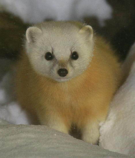 世界一かわいい鳥と まともの秘密計画 アイヌモシリの野生たち 獣