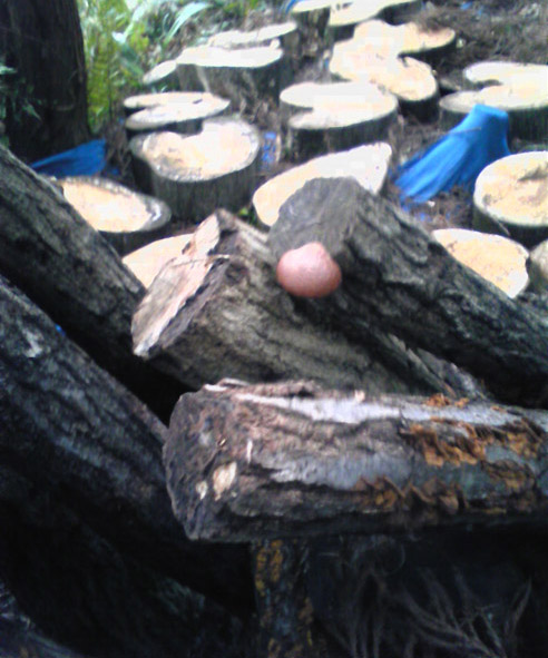 e0126576_15311625.jpg