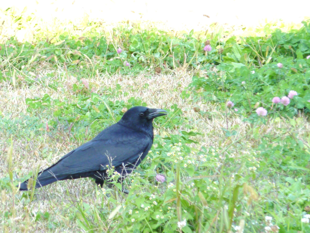 意外にかわいい ハシボソガラス 子育てママの鳥撮り生活 意外にかわいい ハシボソガラス 子育てママの鳥撮り生活