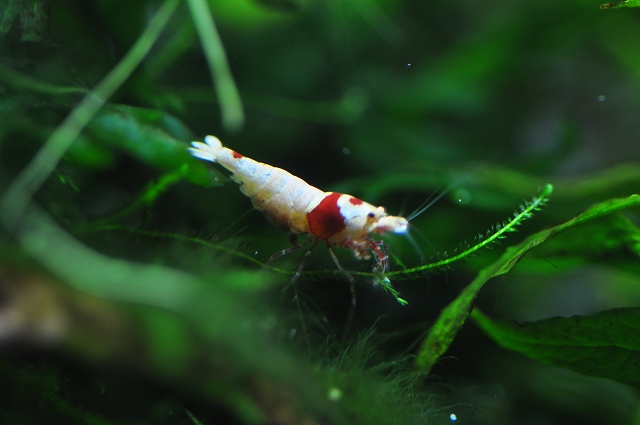 Redbee Shrimp水槽 崩壊の危機から復活まで Bolbi Redbee Shrimp水槽 崩壊の危機から復活まで Bolbi