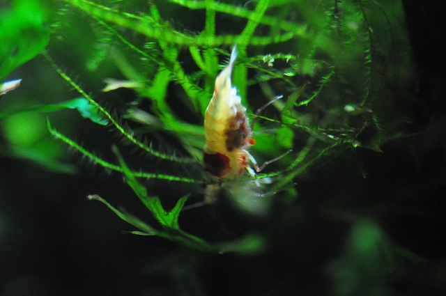 Redbee Shrimp水槽 崩壊の危機から復活まで Bolbi Redbee Shrimp水槽 崩壊の危機から復活まで Bolbi