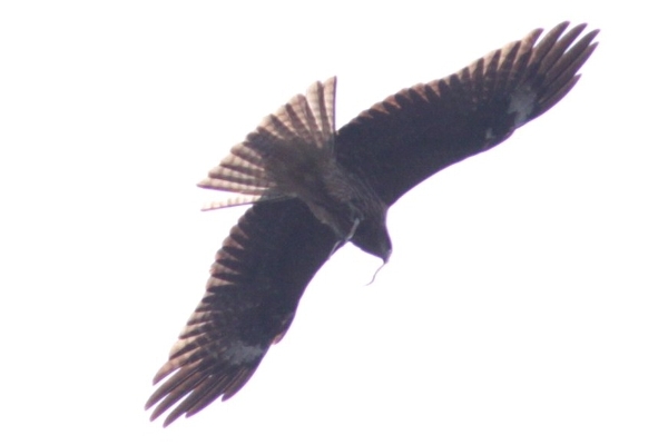 d0133693_20244480.jpg