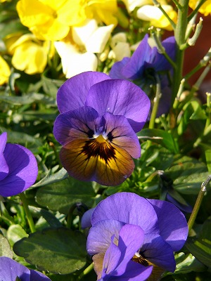 寒さの中で　元気に咲いている寄せ植えの花達♪_a0123003_1951990.jpg