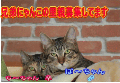 a0099131_0454932.gif