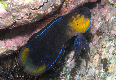 タナバタウオ_a0099033_1875623.jpg