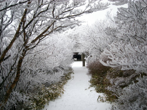 ３回　４座目　２０１０年１月８日　雲仙普賢岳_c0179351_2137130.jpg