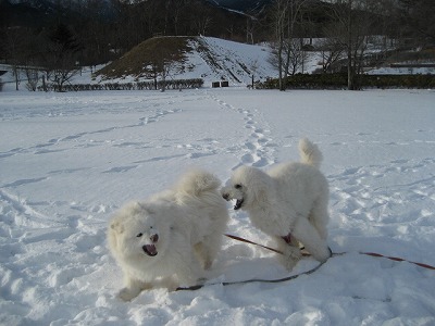 葉取らずりんご＆サラサラの雪_d0033151_21361528.jpg