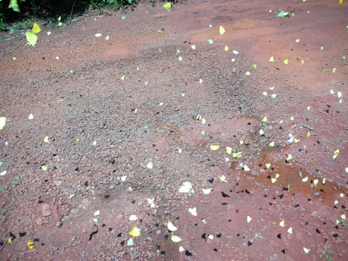 e0176457_242272.jpg