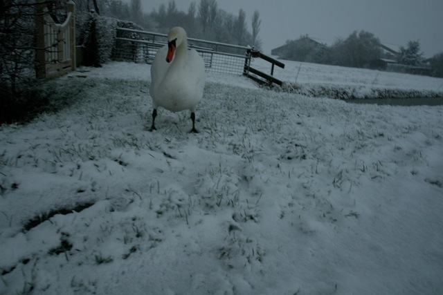 Snow is beautiful_c0157558_20552920.jpg