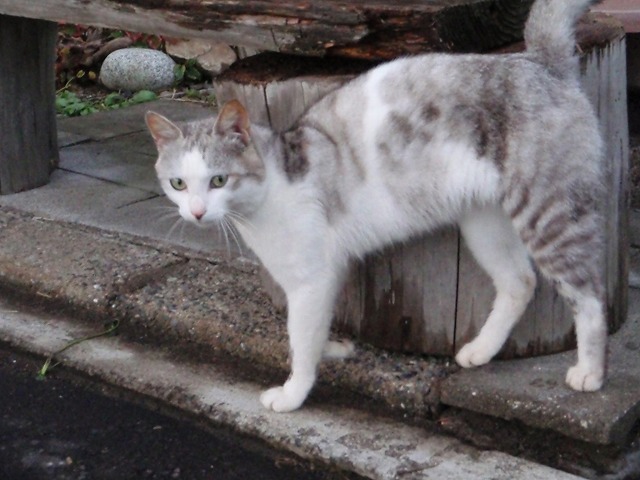 a0159490_1330571.jpg