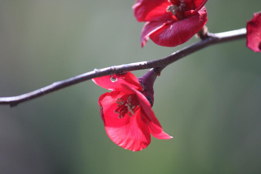 ほのかに温かく・・・≪　寒木瓜(かんぼけ)の花　≫_a0140000_1942971.jpg