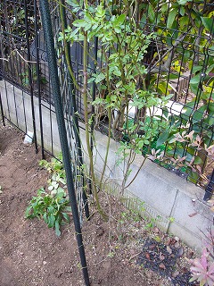 a0123003_2084879.jpg