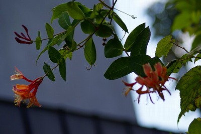 f0170524_19332869.jpg