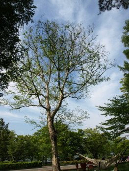 e0064227_22595270.jpg