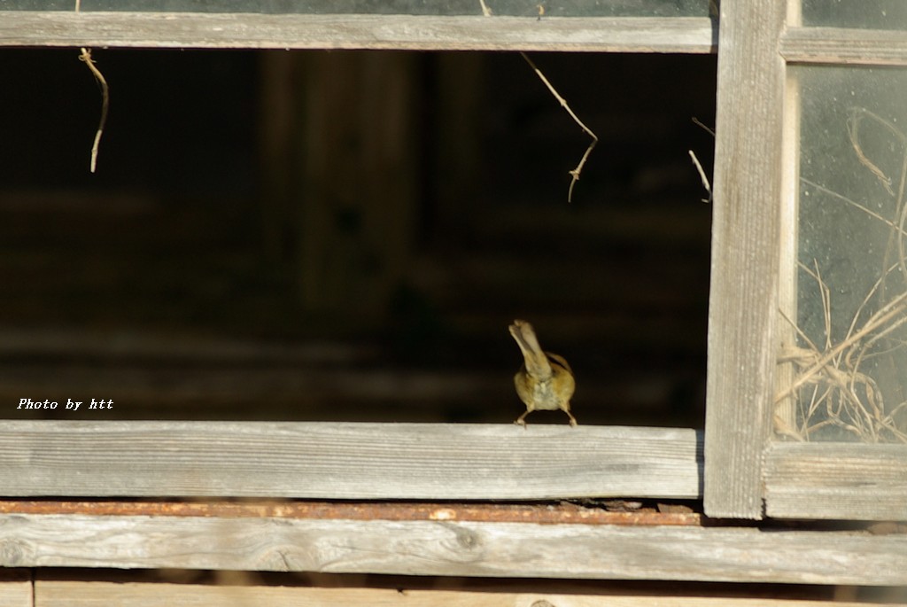 荒れ小屋の野鳥　その一_f0148627_17501595.jpg