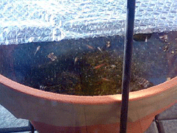d0048332_14235366.gif