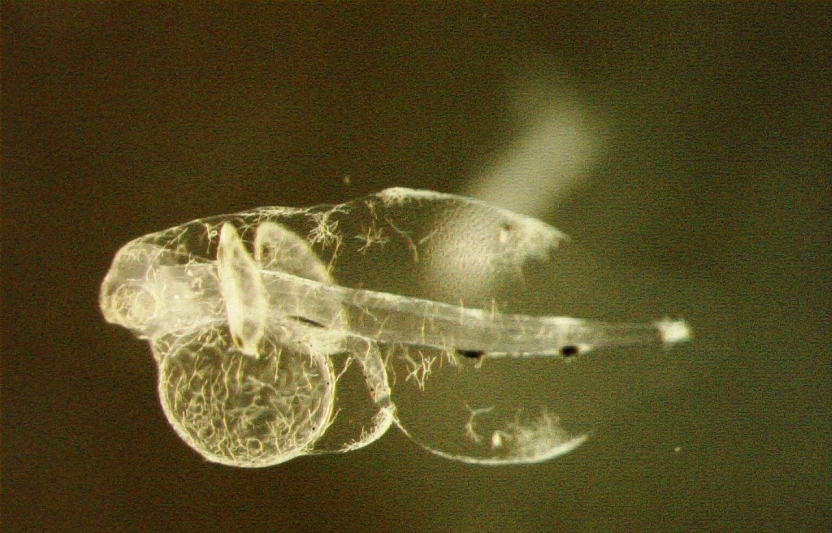 c0106036_17531282.jpg