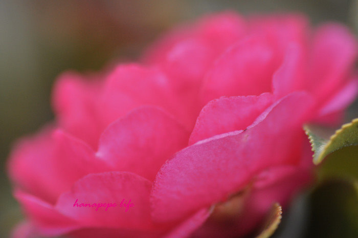 a0145741_07670.jpg