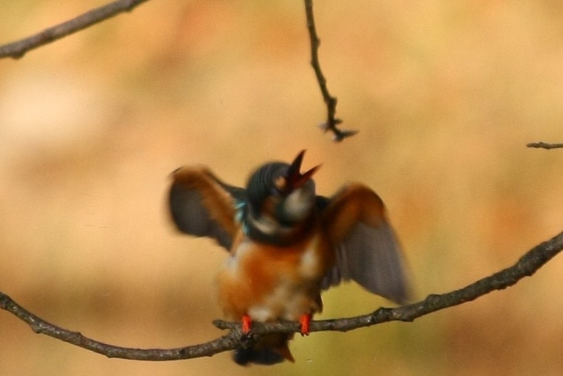 カワセミ、トラツグミ_a0157046_21514930.jpg