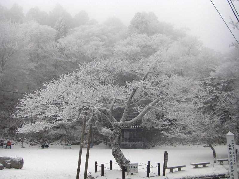 三度目の正直、霧氷の金剛山_a0122149_22134149.jpg