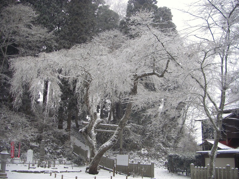 三度目の正直、霧氷の金剛山_a0122149_2216285.jpg