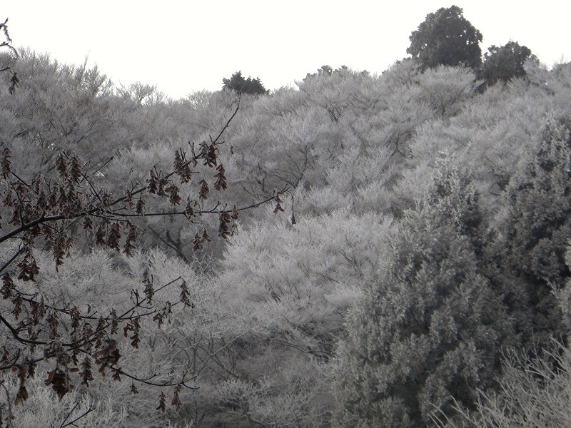 三度目の正直、霧氷の金剛山_a0122149_22243290.jpg