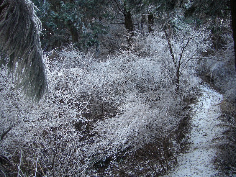 三度目の正直、霧氷の金剛山_a0122149_2271549.jpg