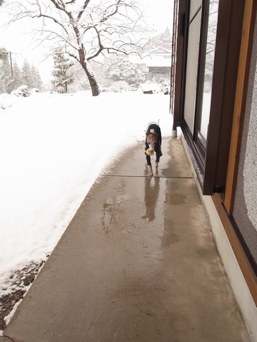 オリーヴ　大雪に立ち向かう_f0158862_1933482.jpg