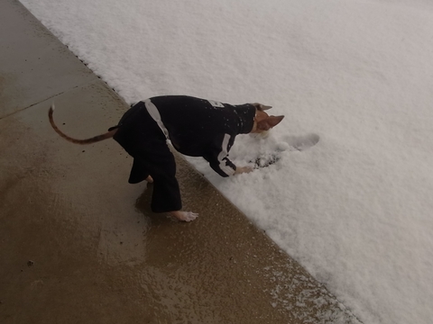 オリーヴ　大雪に立ち向かう_f0158862_1934894.jpg