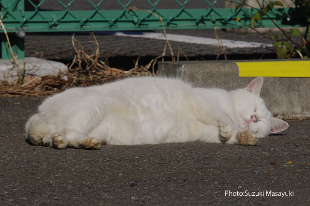 その白い猫のあまりに愛しい寝顔に。。_b0174465_05574.jpg