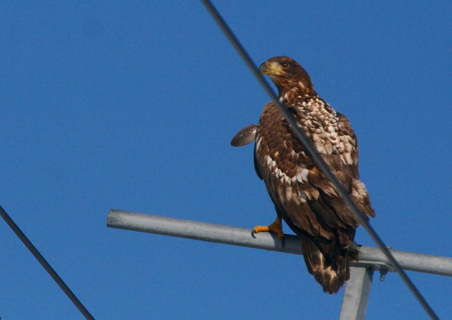 f0000866_78547.jpg