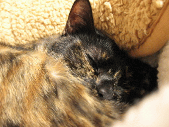 f0091785_1648975.gif
