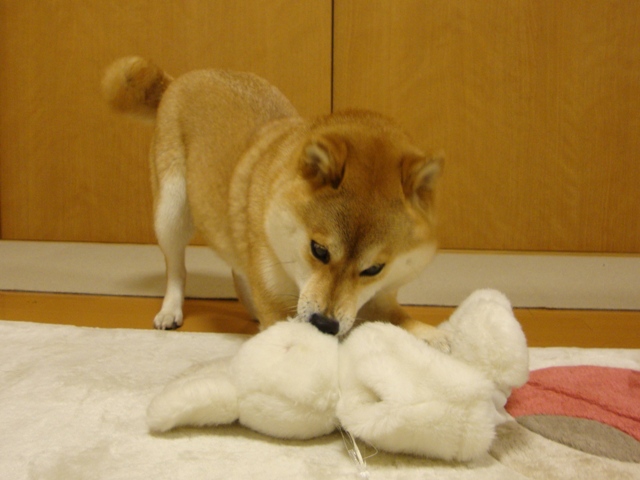 みんな、会いたかったよ!_a0126590_7194382.jpg