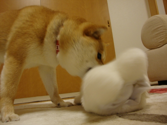 みんな、会いたかったよ!_a0126590_7203597.jpg