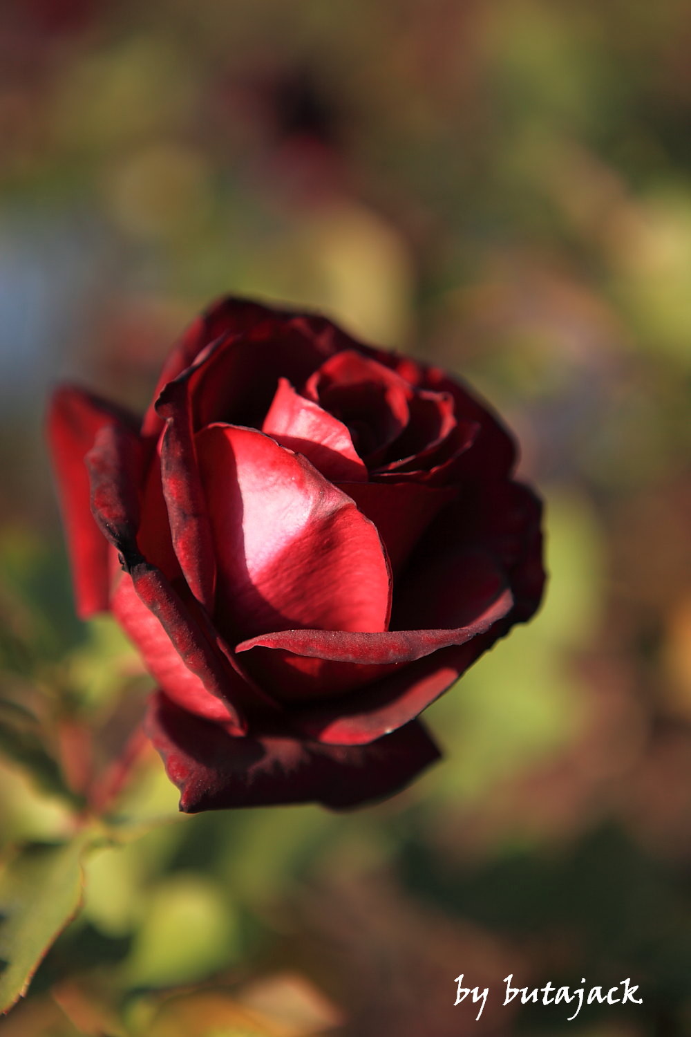 元浜公園の薔薇の花・・・_e0143590_2229214.jpg