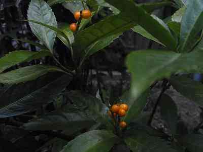 a0152692_15275057.jpg