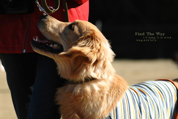 【犬的散歩日和】千葉・佐倉 〜 ドッグラン フレンド_f0054594_5323051.jpg
