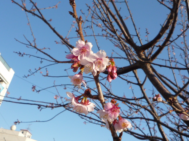 熱海桜、咲きました　　早っ!!_f0101201_1063953.jpg